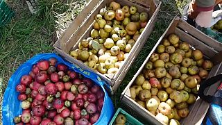 650 Kilo Äpfel: Freiwillige helfen beim Pflücken