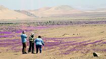 Le désert d'Atacama fleuri, à Copiapo, au Chili, le 14 octobre 2021.