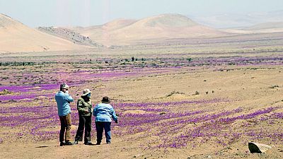 Le désert d'Atacama fleuri, à Copiapo, au Chili, le 14 octobre 2021.