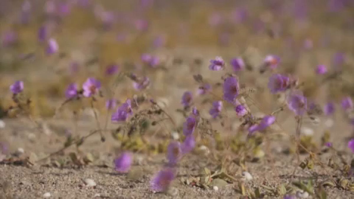 Az Atacama sivatag virágai 2021. októberében 