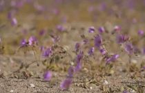 Az Atacama sivatag virágai 2021. októberében