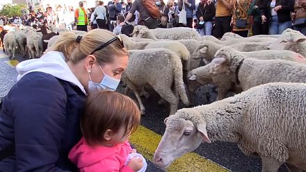 Annual sheep march gathers crowds in Madrid