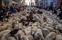 Mil ovelhas e cabras nas ruas de Madrid