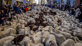 Les rues de Madrid envahies par des centaines de moutons et de chèvres
