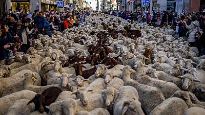 Mil ovelhas e cabras nas ruas de Madrid