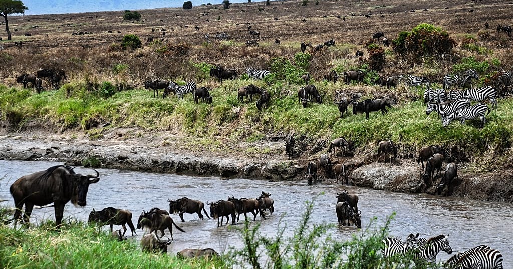 Kenya's Masai Mara under threat from climate change - Vimarsana News