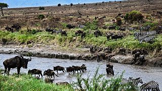 Kenya's Masai Mara under threat from climate change