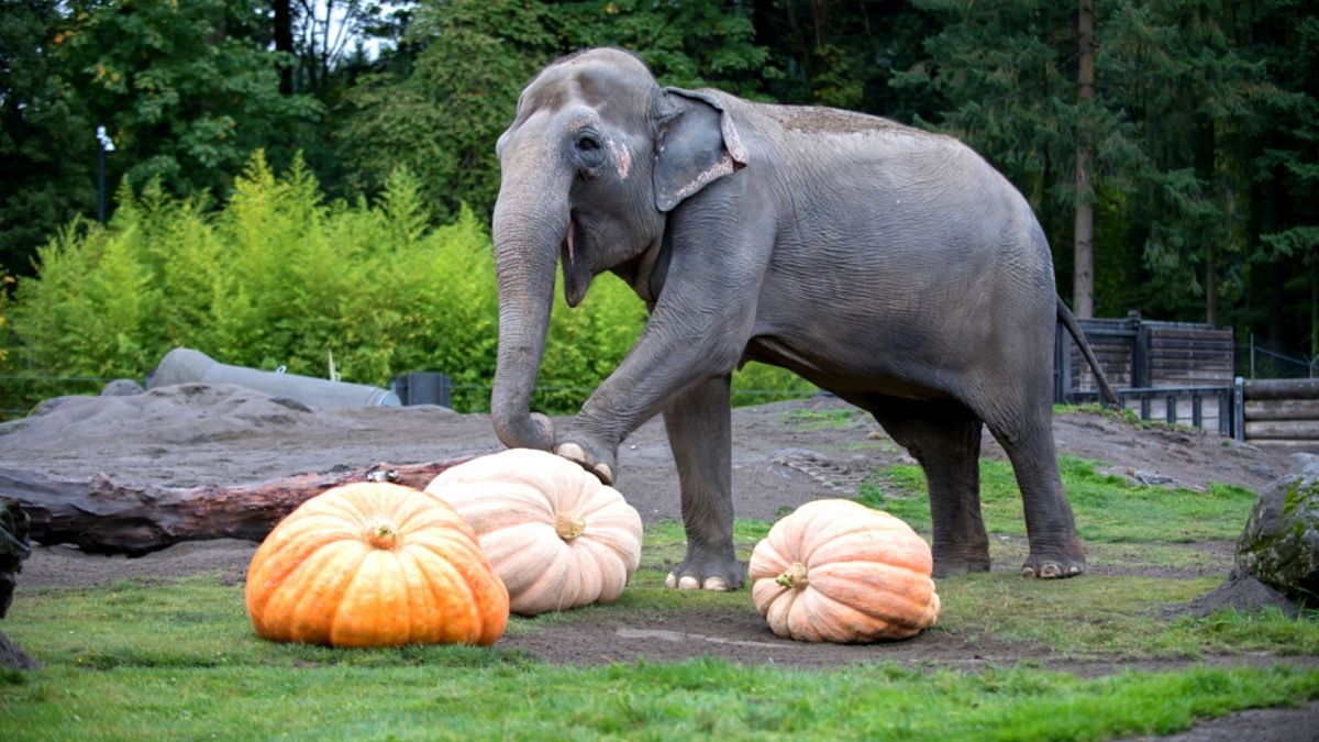 Asian elephants celebrate halloween with pumpkin-smashing spectacle