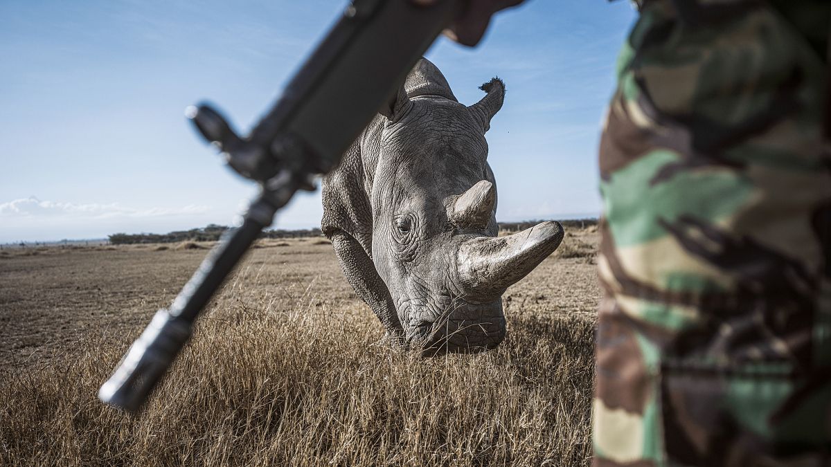 Photo of a northern white rhino and an armed guard from series 'No Man’s Land' selected for Px3 'State of the World' collection. 2021.