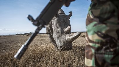 Photo of a northern white rhino and an armed guard from series 'No Man’s Land' selected for Px3 'State of the World' collection. 2021.