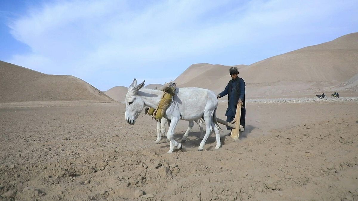 المزارعون الأفغان يعانون من الجفاف والجوع بسبب تغير المناخ في منطقة بالا مرغب في شمال غرب أفغانستان.