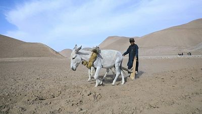 المزارعون الأفغان يعانون من الجفاف والجوع بسبب تغير المناخ في منطقة بالا مرغب في شمال غرب أفغانستان.