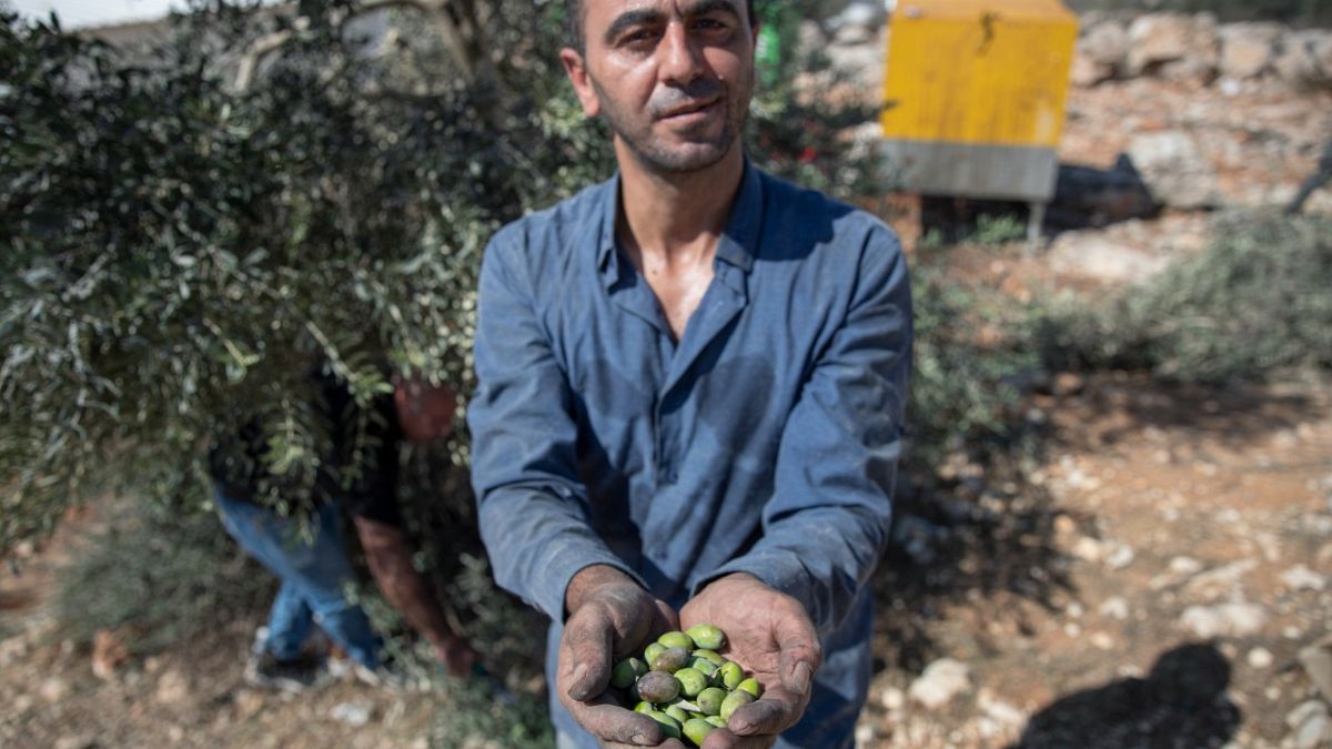 مزارع فلسطيني خلال موسم قطف الزيتون، في قرية بيتا قرب نابلس في الضفة الغربية.