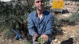 مزارع فلسطيني خلال موسم قطف الزيتون، في قرية بيتا قرب نابلس في الضفة الغربية.