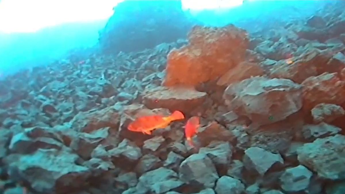 Dos viejas, una especie de pez loro típica de las islas Canarias, se desplazan entre grandes rocas volcánicas cerca de la playa de Los Guirres, en la isla de La Palma.