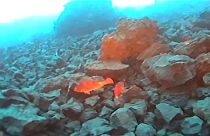 Dos viejas, una especie de pez loro típica de las islas Canarias, se desplazan entre grandes rocas volcánicas cerca de la playa de Los Guirres, en la isla de La Palma.