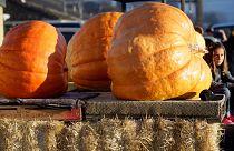Giant pumpkins await weighing at the 2021 Safeway World Championship Pumpkin Weigh-Off