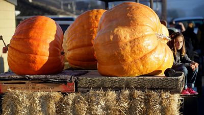 Giant pumpkins await weighing at the 2021 Safeway World Championship Pumpkin Weigh-Off