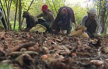 Braccianti agricoli in Turchia