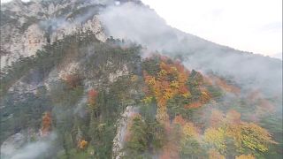 Auf 115 Hektar - Waldbrand verschlingt Vegetation in Niederösterreich