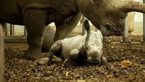 Baby rhino takes first shaky steps at Royal Burgers’ Zoo