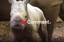 Rinoceronte branco nasce no Zoo de Arnhem