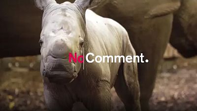 Rinoceronte branco nasce no Zoo de Arnhem