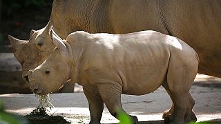 صورة من الارشيف - حيوان وحيد القرن