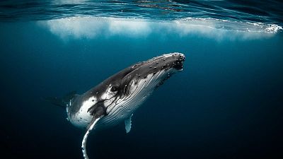Whales are unusually good at taking CO2 out of the atmosphere.