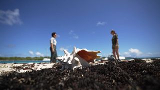 Petite Terre: un santuario para la flora y la fauna del Caribe