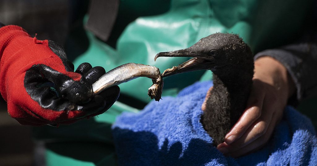 Bird flu strikes endangered South African cormorants Africanews