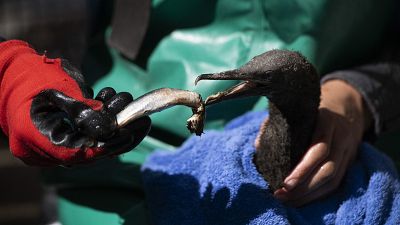 Bird flu strikes endangered South African cormorants