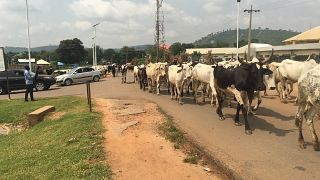 Herders disregard restrictions on open grazing