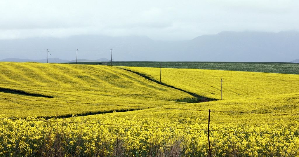 No tilling, no chemicals: A S.African farmer's response to climate change