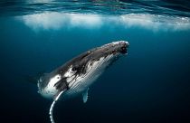 Balinalar okyanuslarda sera gazlarını en çok emen canlıların başında geliyor.