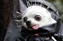 Gizzard, a chihuahua is held by his owner at the 31st Annual Tompkins Square Halloween Dog Parade in New York, U.S., October 23, 2021.