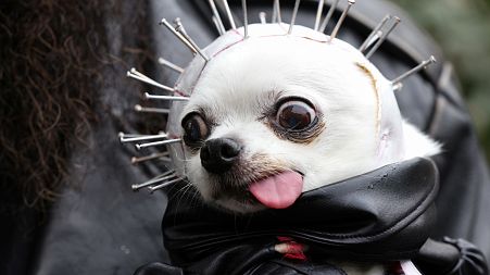 Gizzard, a chihuahua is held by his owner at the 31st Annual Tompkins Square Halloween Dog Parade in New York, U.S., October 23, 2021.