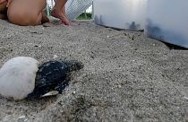 Nés en écloserie au Panama, des bébés tortues gagnent le large