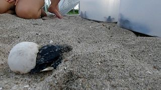 تصاویری از بیرون آمدن لاک‌پشت‌ها از تخم در پاناما