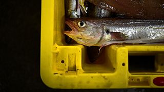 Von französischen Fischern gefangener Fisch - Streit mit Großbritannien um Fischereirechte weitet sich aus