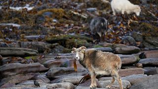 Sheep graze on the beach eating seaweed at North Ronaldsay, Orkney on September 7, 2021.