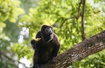 A howler monkey in Panama