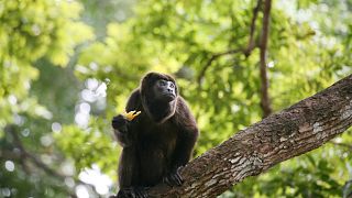 A howler monkey in Panama 