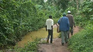 Centrafrique : la pharmacopée en danger à cause de la déforestation