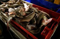 Fish are stacked aboard the Boulogne sur Mer based trawler "Jeremy Florent II" in Boulogne-sur-Mer, northern France, Thursday, Dec. 10, 2020.