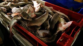 Fish are stacked aboard the Boulogne sur Mer based trawler "Jeremy Florent II" in Boulogne-sur-Mer, northern France, Thursday, Dec. 10, 2020. 