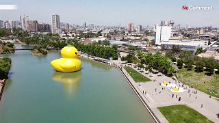 Duck in Santiago