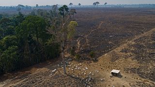Amazónia perdeu em setembro a floresta equivalente à cidade do Rio de Janeiro