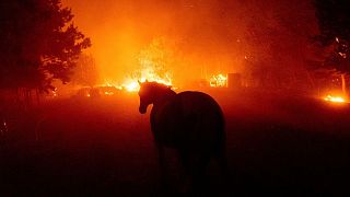 آتش سوزی مراتع و مناطق جنگلی در کالیفرنیا