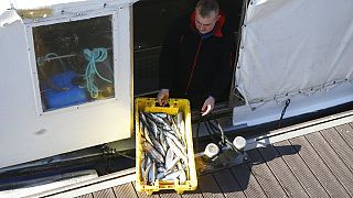 francia halász a napi fogással